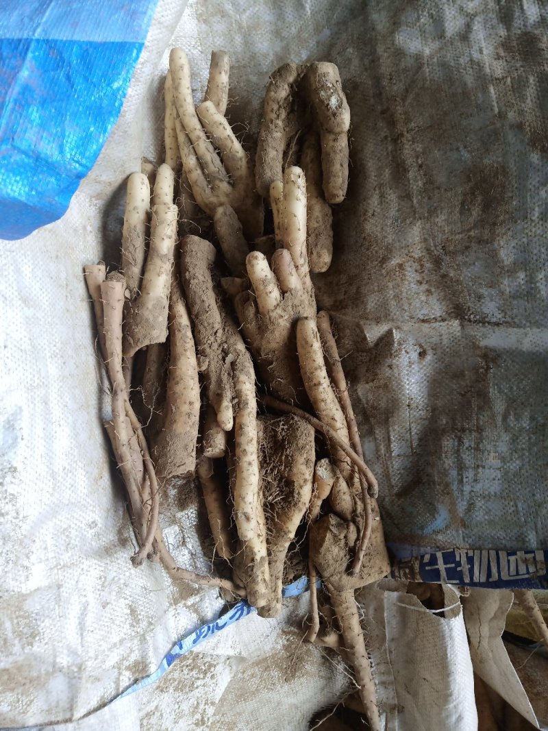小白嘴山药满足供应