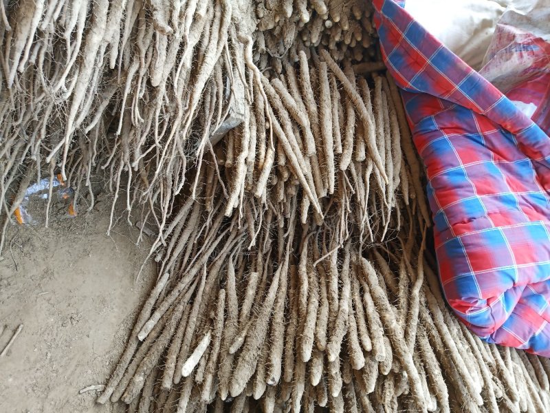 小白嘴山药满足供应