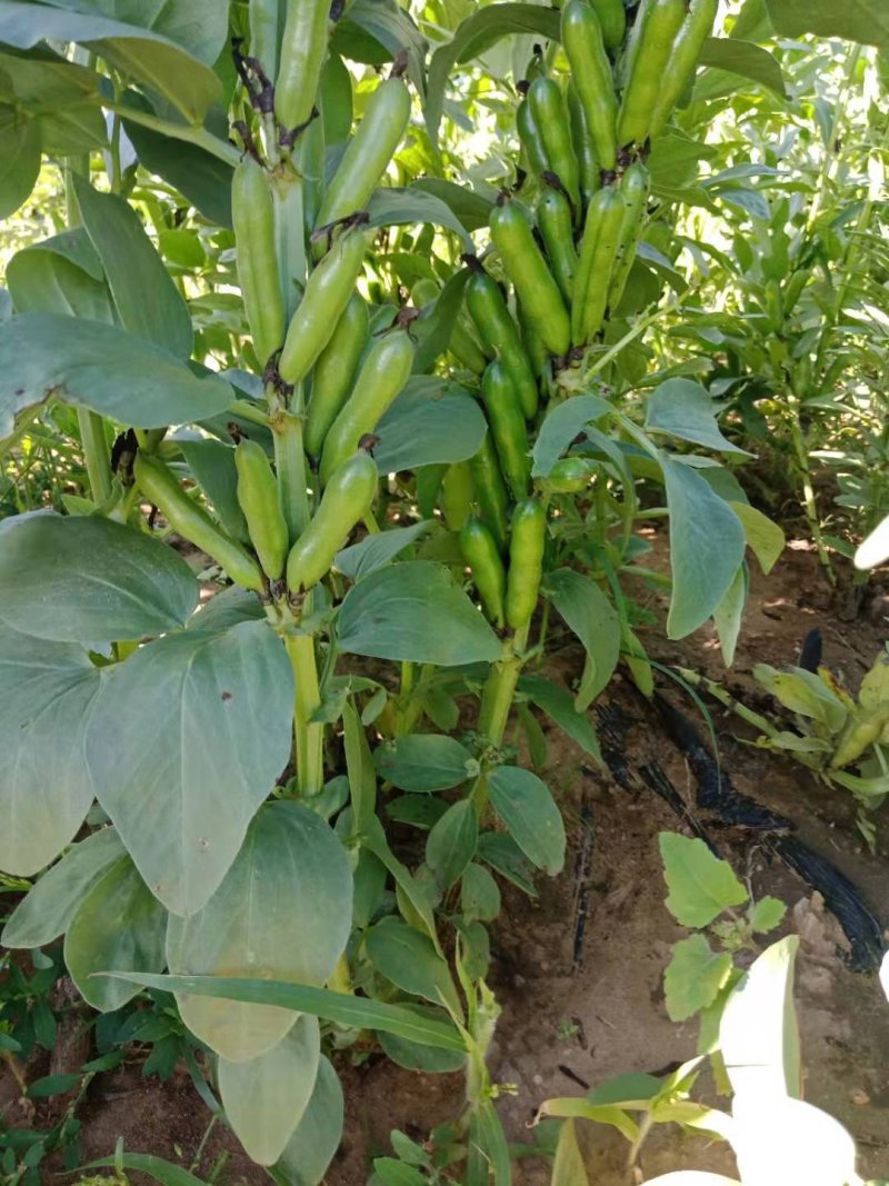 羊眼豆干货