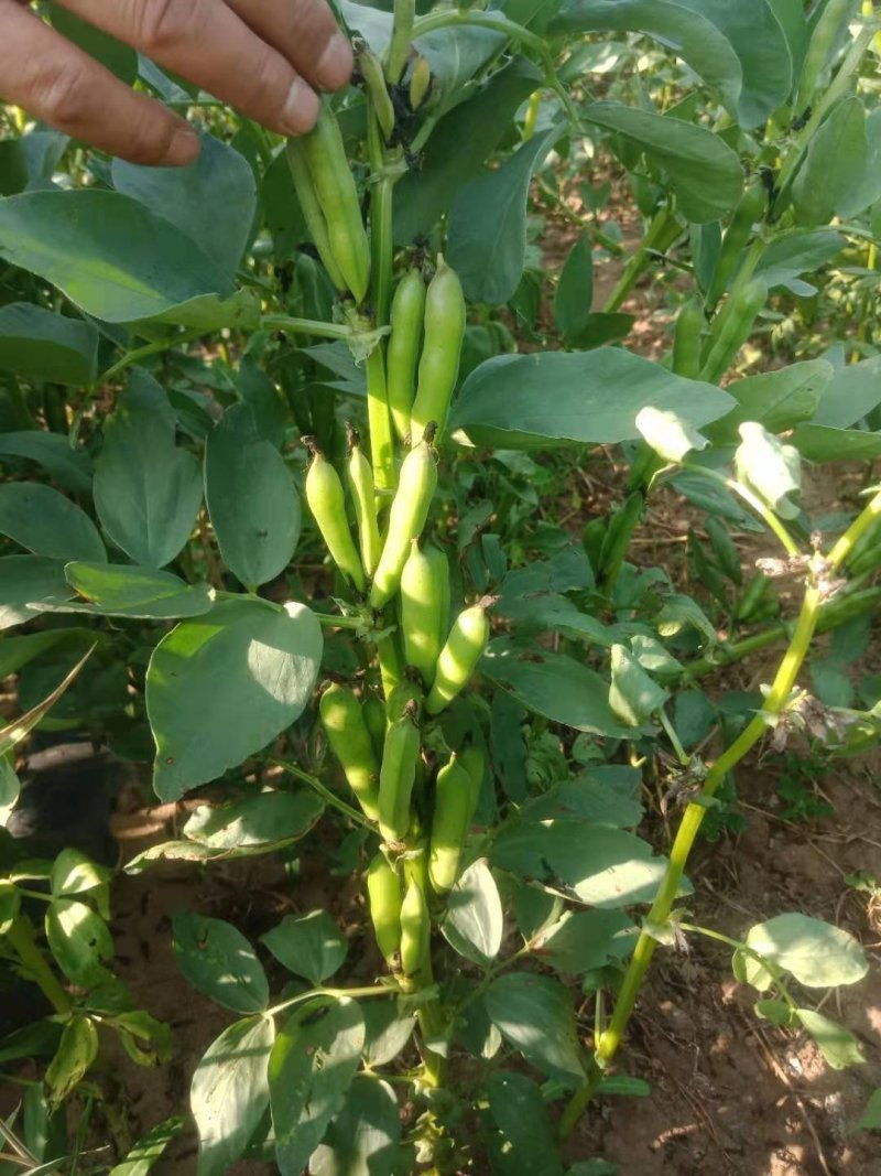 羊眼豆干货