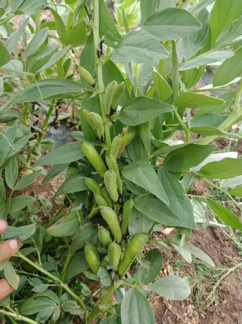 羊眼豆干货