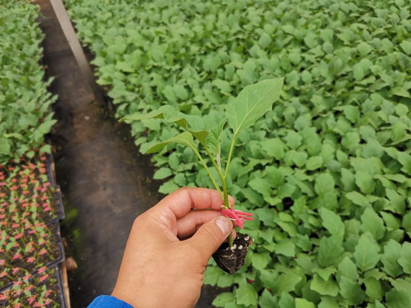 布利塔，765，长征现在3号等各类茄子苗