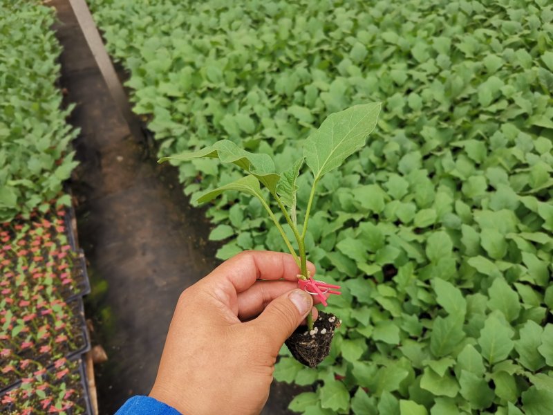 布利塔，765，长征现在3号等各类茄子苗