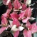 吉利红100吉利红盆栽