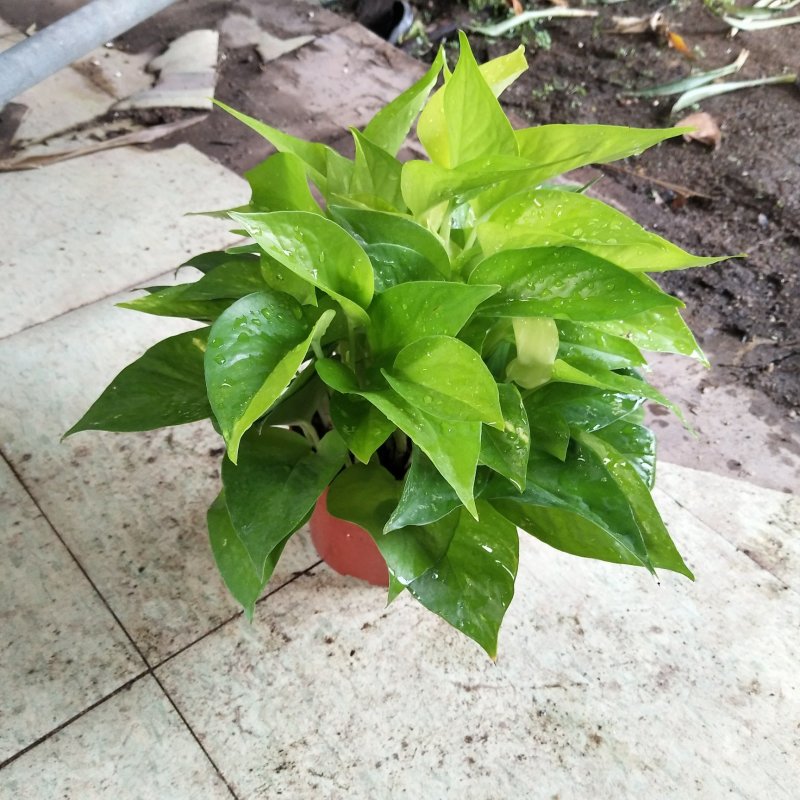 绿萝110黄金葛
