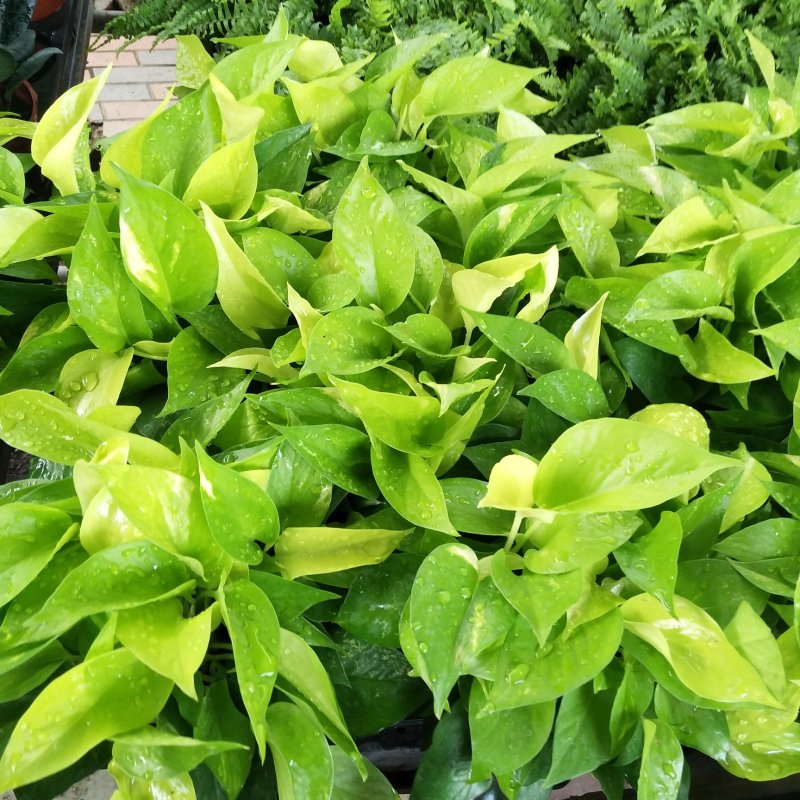 绿萝110黄金葛