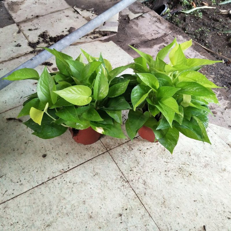 绿萝110黄金葛