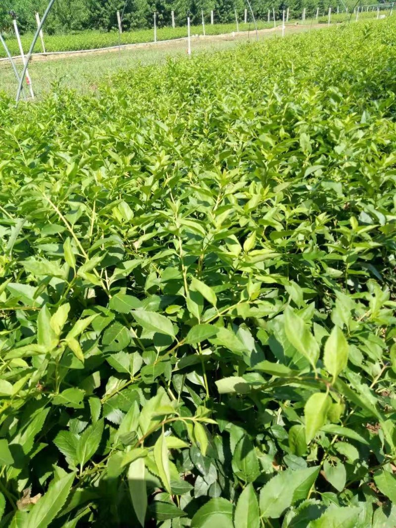 【精品】连翘苗绿化苗木易养护基地直发量大从优