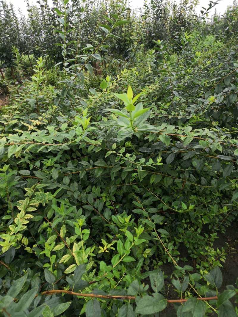 【精品】连翘苗绿化苗木易养护基地直发量大从优