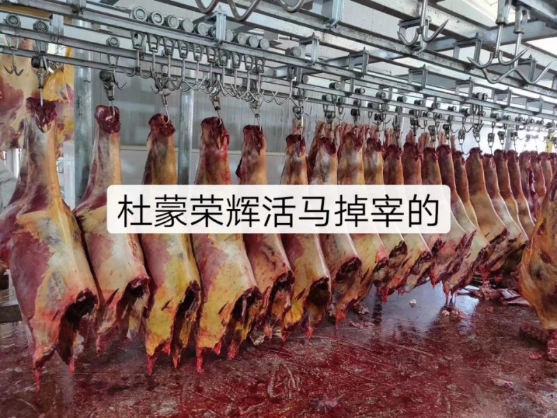 蒙古进口马肉后腿肉，精修去油