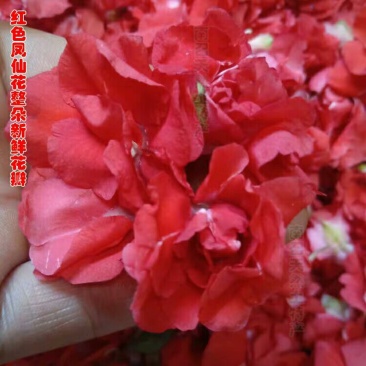 凤仙花产地直供支持线上交易可搭配多品种采购大货联系