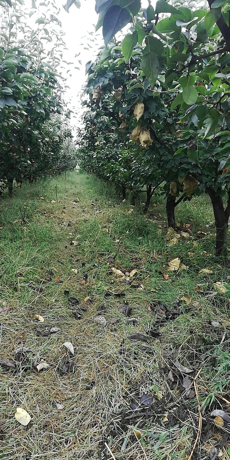 黄金梨树苗，三至十二公分占地用工程用各种规格成品梨树
