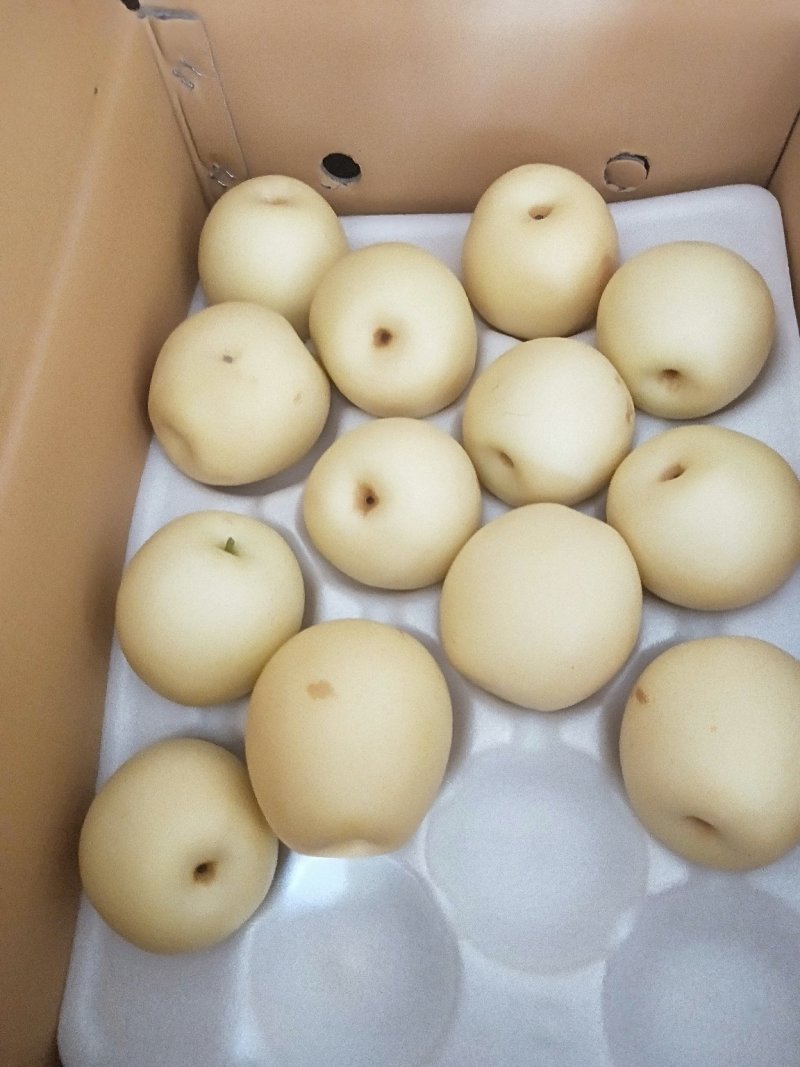 精品蜜梨口感好质量优【赵县专业合作社】甜蜜上市中