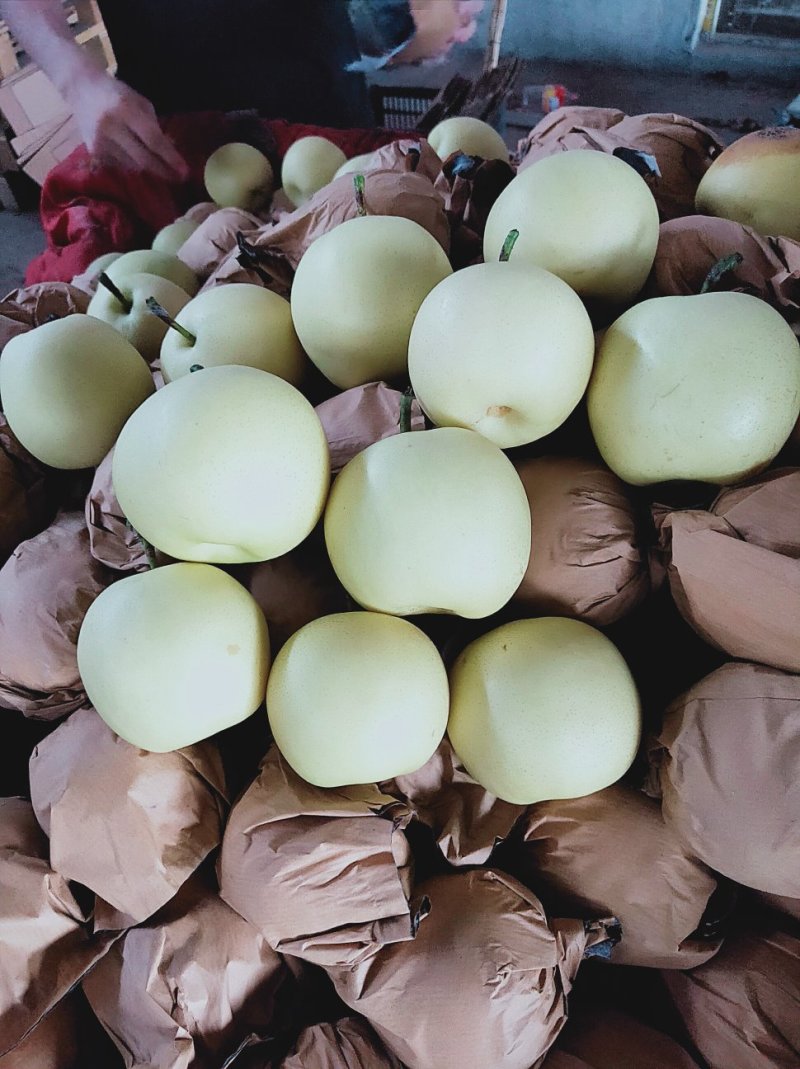 精品蜜梨口感好质量优【赵县专业合作社】甜蜜上市中