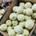 精品蜜梨口感好质量优【赵县专业合作社】甜蜜上市中
