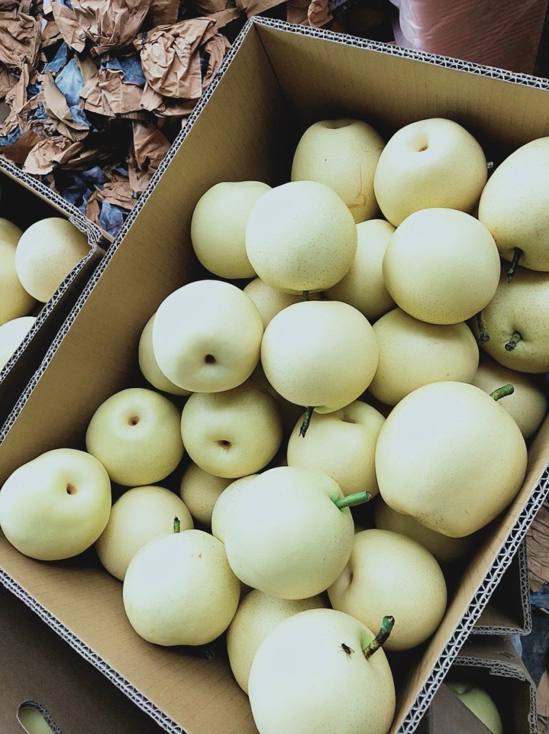 精品蜜梨口感好质量优【赵县专业合作社】甜蜜上市中
