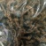 地参虫草参无硫农家晒干可泡酒煲汤药用干品