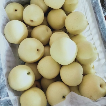 精品蜜梨口感好质量优【赵县专业合作社】甜蜜上市中