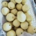 精品蜜梨口感好质量优【赵县专业合作社】甜蜜上市中