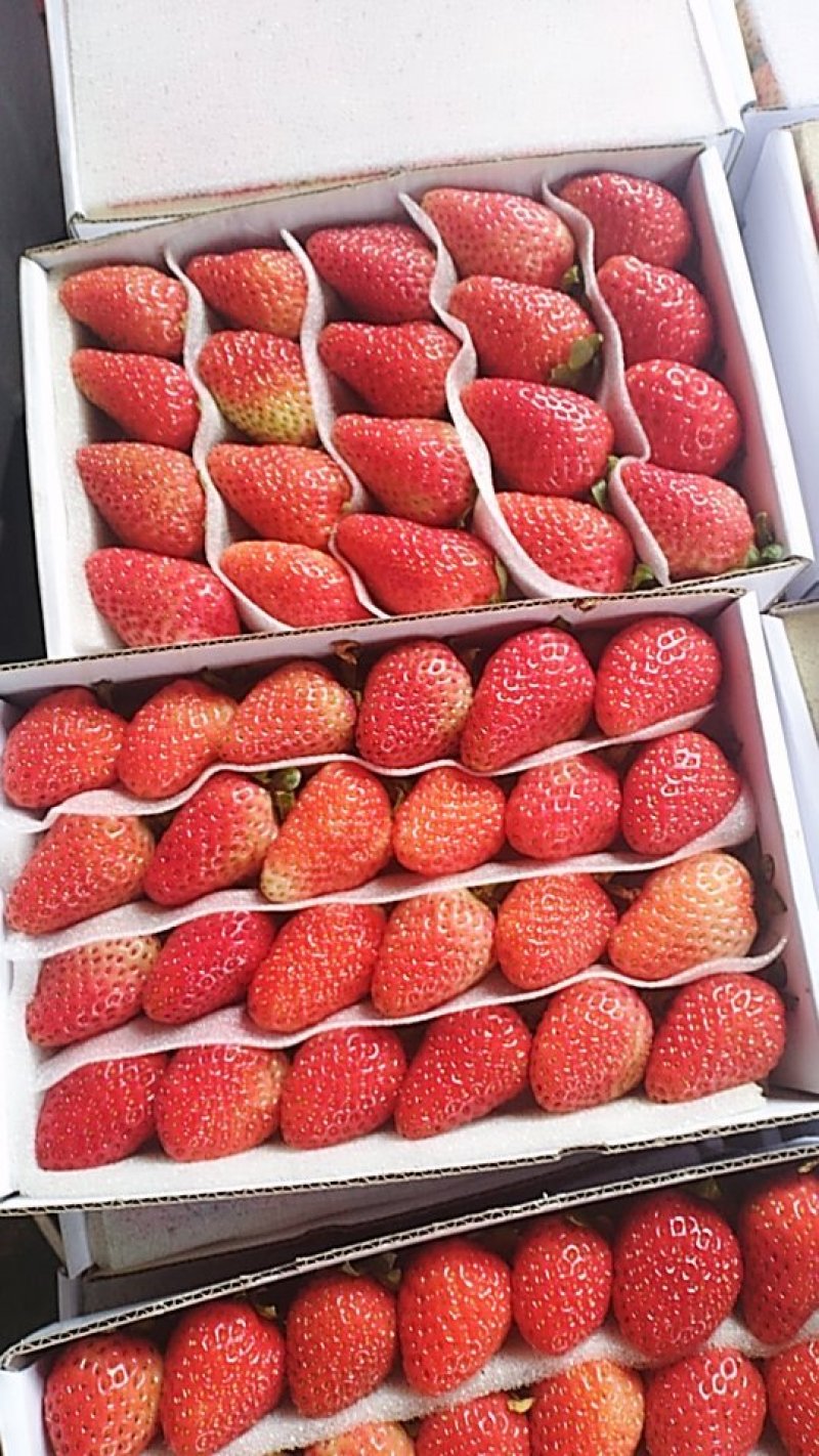 夏季草莓