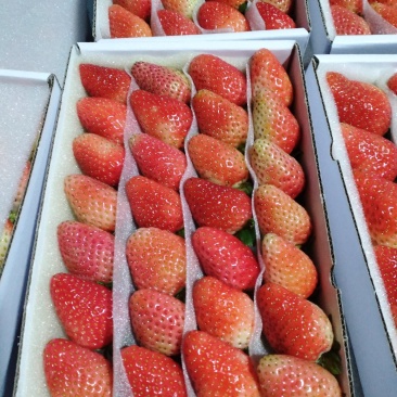 夏季草莓