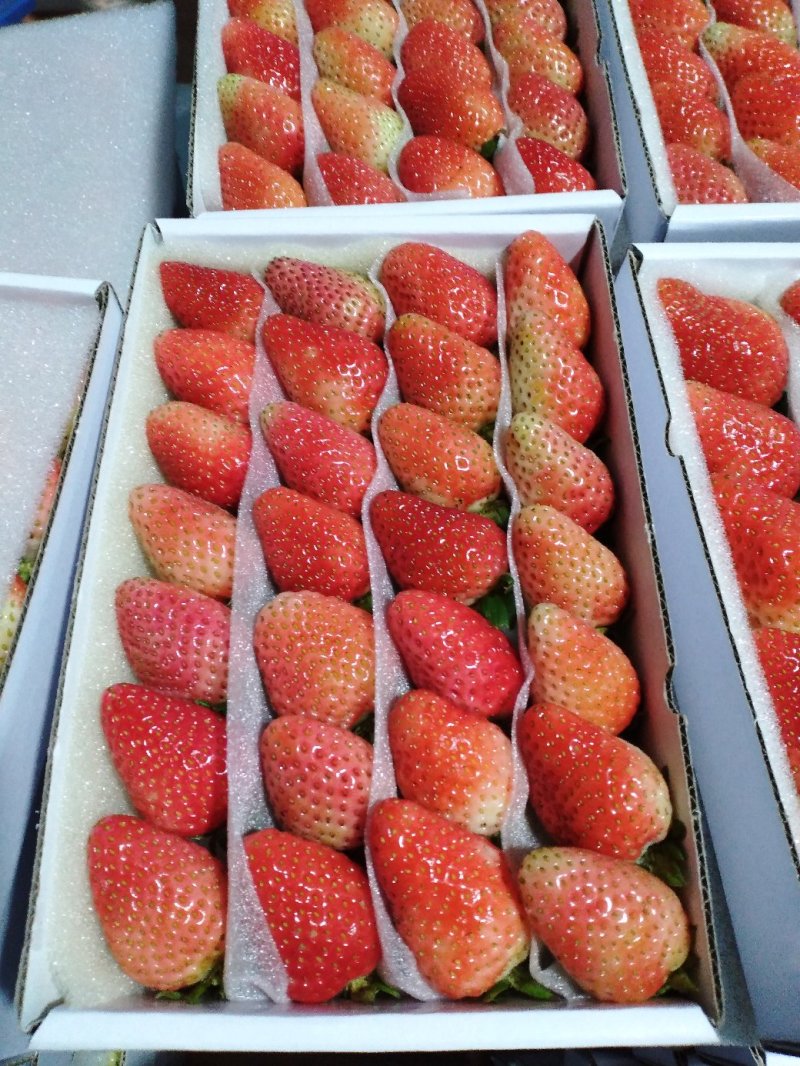 夏季草莓