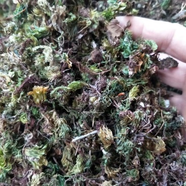 回心草纯野生中药材云南产地直销