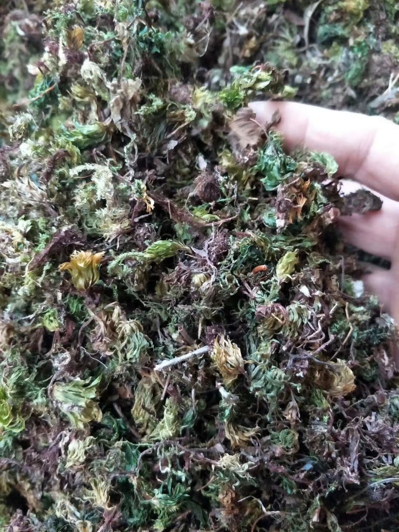 回心草纯野生中药材云南产地直销