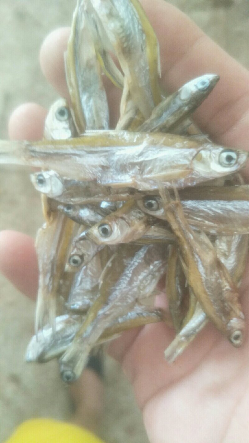 不开肚小白肖太阳晒干小白肖鱼干