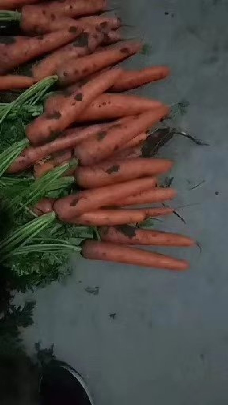 精品胡萝卜，半苗，土货，全苗，水洗，商超市场平台产地直发