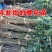 基地直销樱花树苗，樱花苗嫁接日本樱花，晚樱花，嫁接早樱
