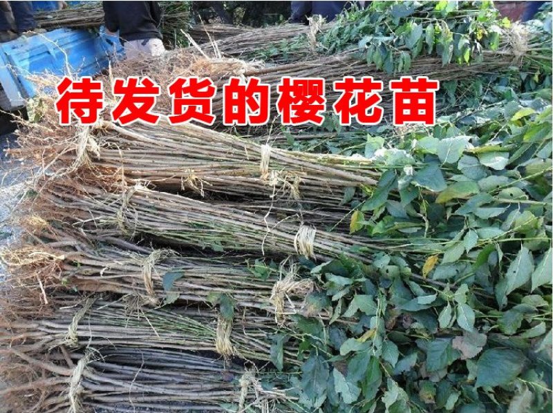 基地直销樱花树苗，樱花苗嫁接日本樱花，晚樱花，嫁接早樱
