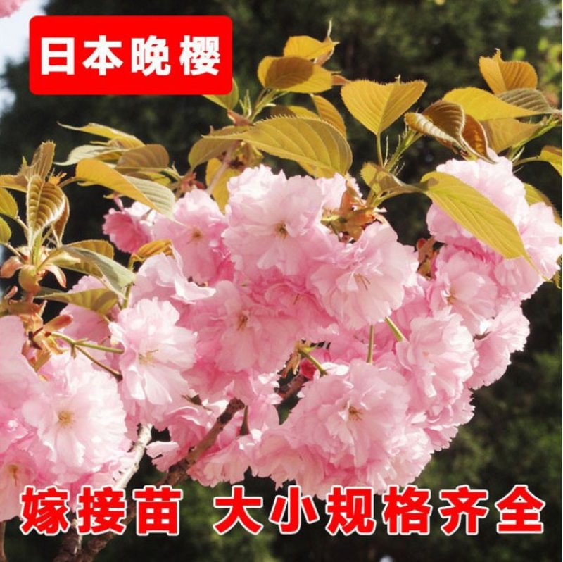 基地直销樱花树苗，樱花苗嫁接日本樱花，晚樱花，嫁接早樱
