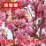 基地直销樱花树苗，樱花苗嫁接日本樱花，晚樱花，嫁接早樱