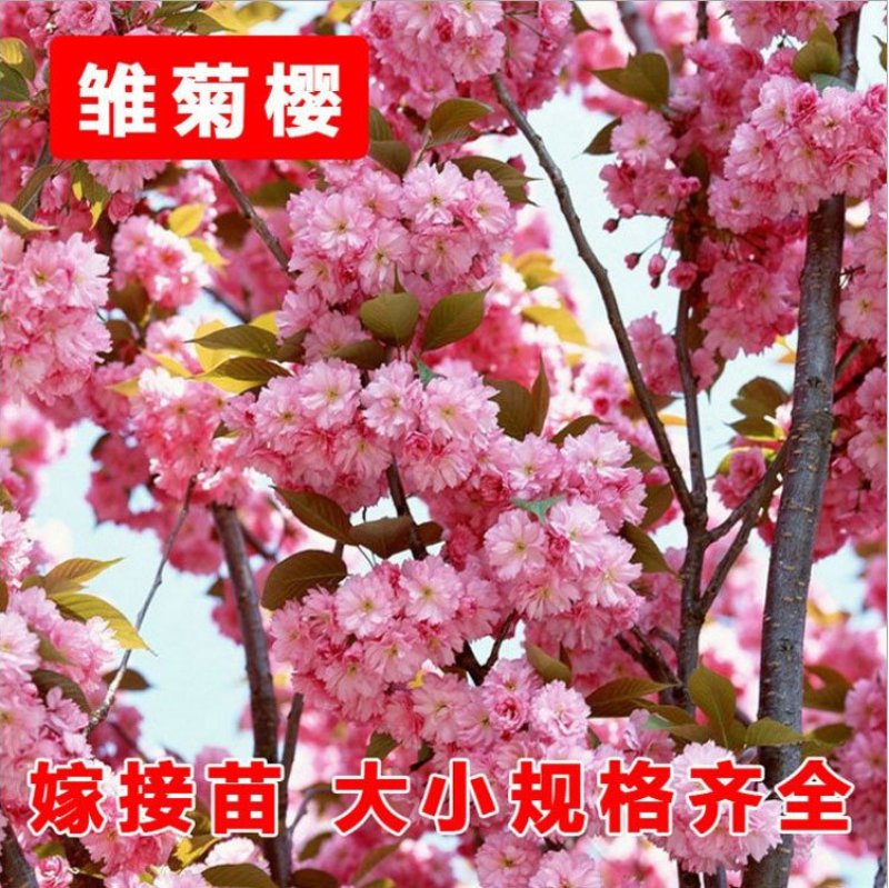 基地直销樱花树苗，樱花苗嫁接日本樱花，晚樱花，嫁接早樱