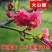 基地直销樱花树苗，樱花苗嫁接日本樱花，晚樱花，嫁接早樱