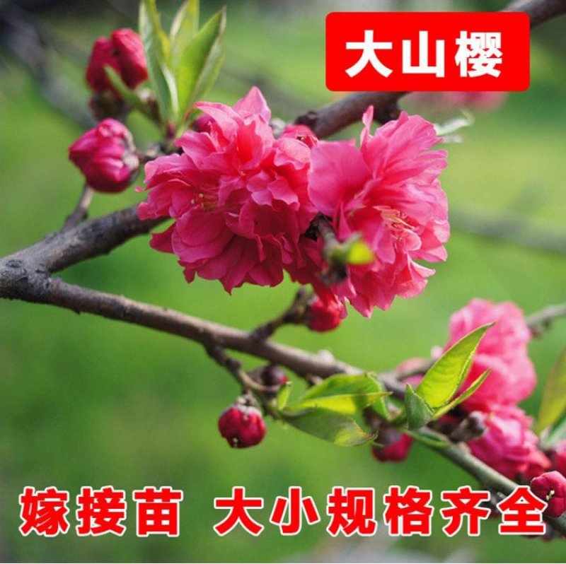 基地直销樱花树苗，樱花苗嫁接日本樱花，晚樱花，嫁接早樱