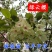 基地直销樱花树苗，樱花苗嫁接日本樱花，晚樱花，嫁接早樱