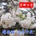 基地直销樱花树苗，樱花苗嫁接日本樱花，晚樱花，嫁接早樱