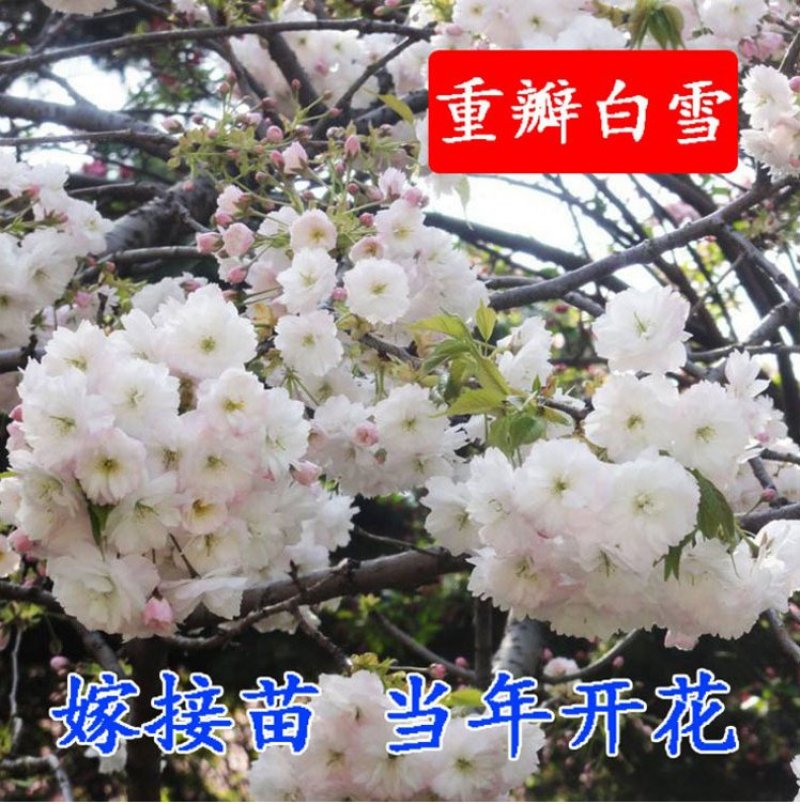 基地直销樱花树苗，樱花苗嫁接日本樱花，晚樱花，嫁接早樱
