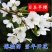 基地直销樱花树苗，樱花苗嫁接日本樱花，晚樱花，嫁接早樱