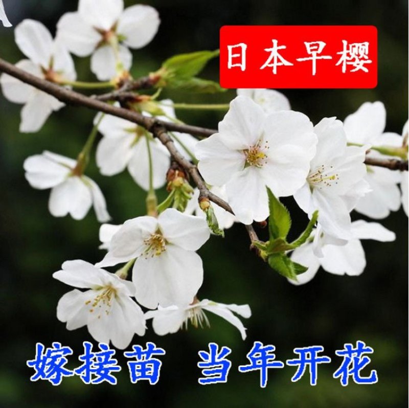 基地直销樱花树苗，樱花苗嫁接日本樱花，晚樱花，嫁接早樱