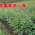 基地直销樱花树苗，樱花苗嫁接日本樱花，晚樱花，嫁接早樱