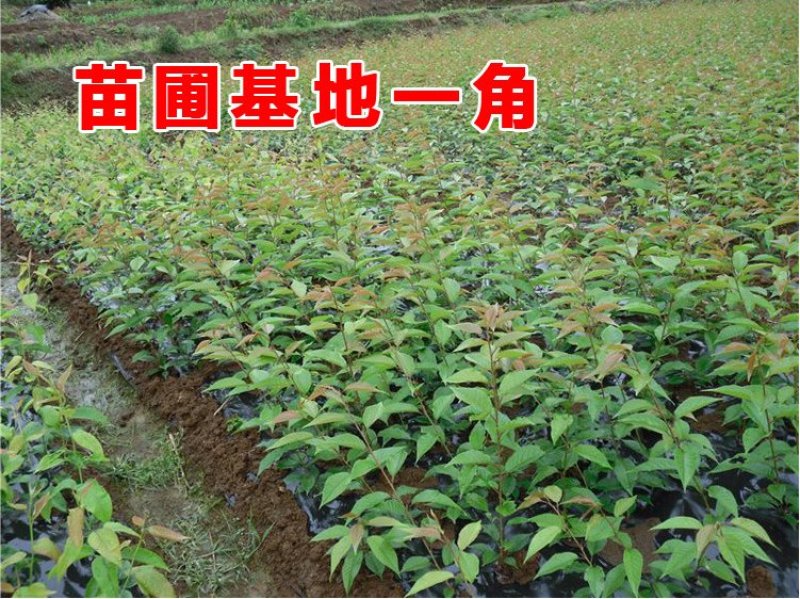 基地直销樱花树苗，樱花苗嫁接日本樱花，晚樱花，嫁接早樱
