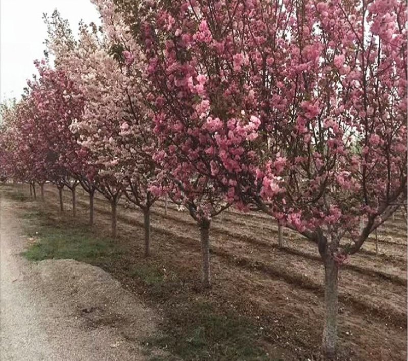 基地直销樱花树苗，樱花苗嫁接日本樱花，晚樱花，嫁接早樱