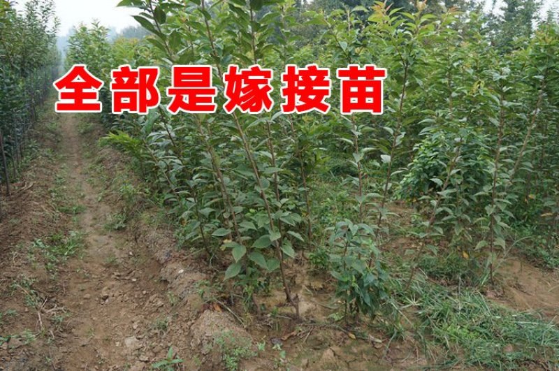 基地直销樱花树苗，樱花苗嫁接日本樱花，晚樱花，嫁接早樱