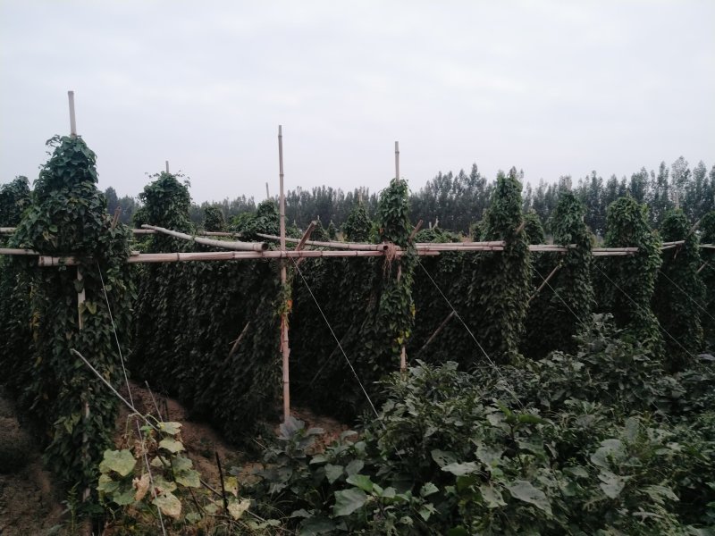 山东曲阜牛腿山药大量上市中