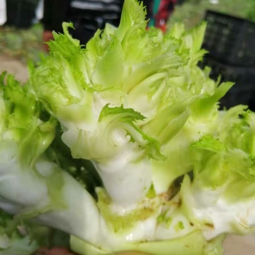 精品儿菜，现货