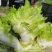 精品儿菜，现货