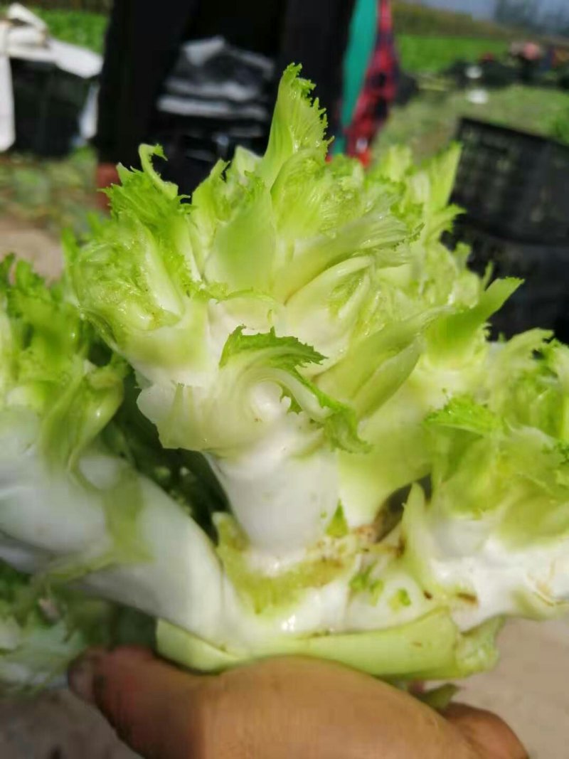 精品儿菜，现货